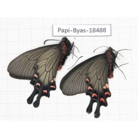 Byasa demonius demonius. China, Sichuan, Ganzi, Batang county. 2M. Papi-Byas-18488.