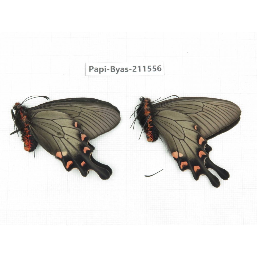 Byasa demonius demonius. China, Tibet, Qamdo, Gongjue county. 2M. Papi-Byas-211556.