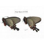 Byasa demonius demonius. China, Tibet, Qamdo, Gongjue county. 2M. Papi-Byas-211556.