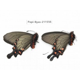 Byasa demonius demonius. China, Tibet, Qamdo, Gongjue county. 2M. Papi-Byas-211556.