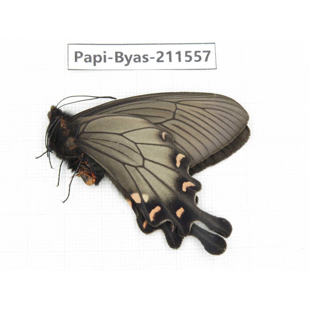 Byasa demonius demonius. China, Tibet, Qamdo, Gongjue county. 1M. Papi-Byas-211557.
