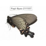 Byasa demonius demonius. China, Tibet, Qamdo, Gongjue county. 1M. Papi-Byas-211557.