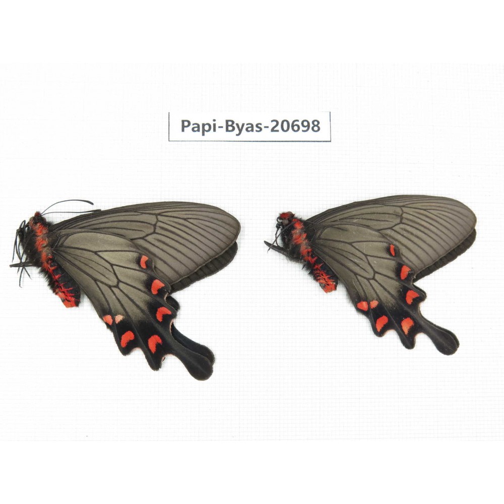 Byasa demonius yunnana. China, Yunnan, Lijiang, Daju. 2M. Papi-Byas-20698.