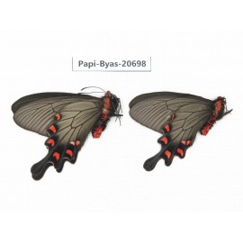 Byasa demonius yunnana. China, Yunnan, Lijiang, Daju. 2M. Papi-Byas-20698.