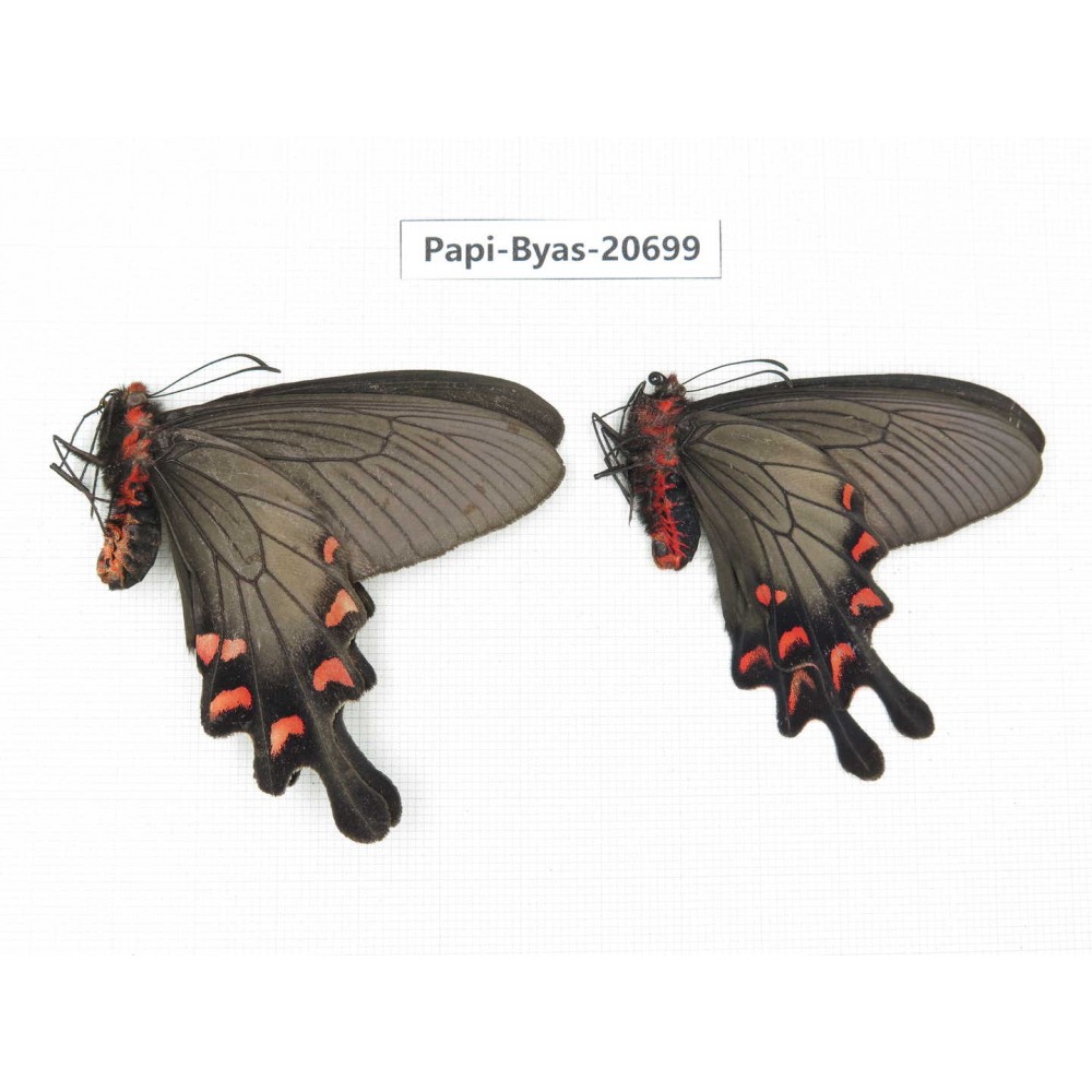 Byasa demonius yunnana. China, Yunnan, Lijiang, Daju. 2M. Papi-Byas-20699.