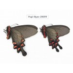 Byasa demonius yunnana. China, Yunnan, Lijiang, Daju. 2M. Papi-Byas-20699.