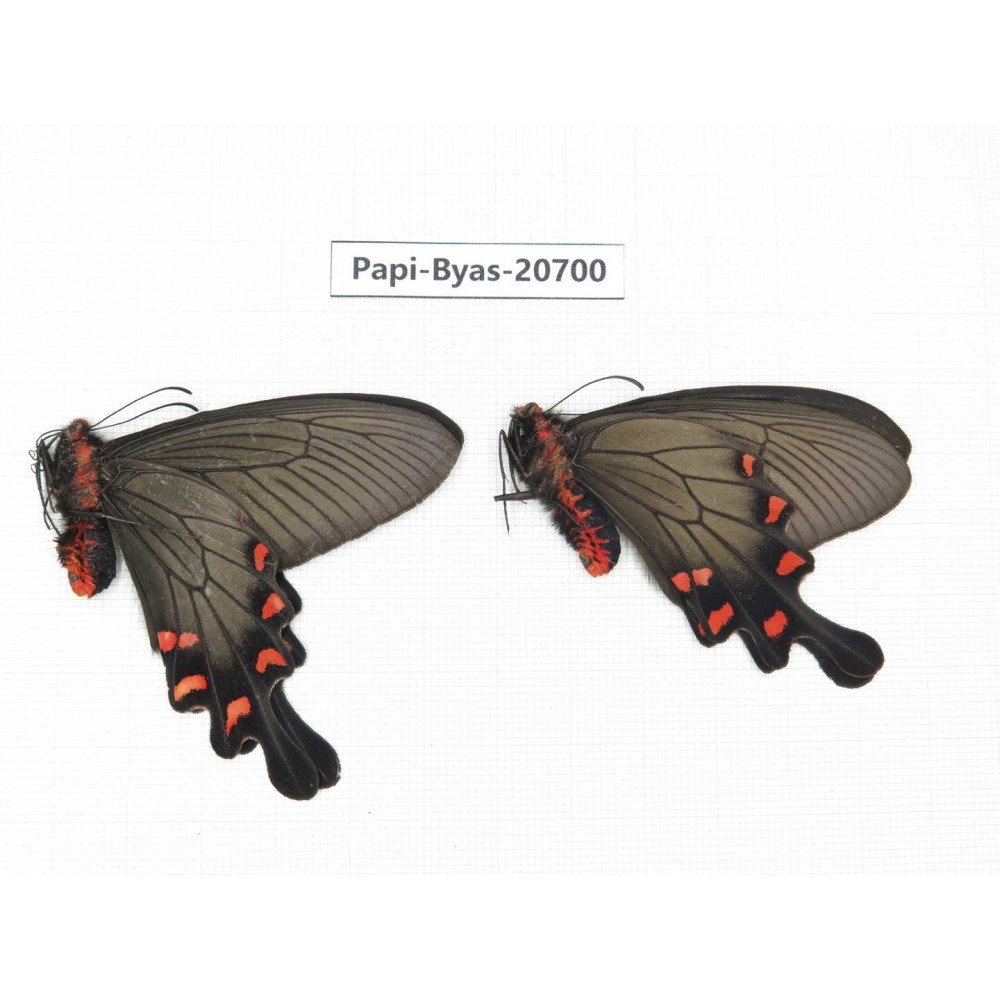 Byasa demonius yunnana. China, Yunnan, Lijiang, Daju. 2M. Papi-Byas-20700.