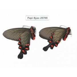 Byasa demonius yunnana. China, Yunnan, Lijiang, Daju. 2M. Papi-Byas-20700.