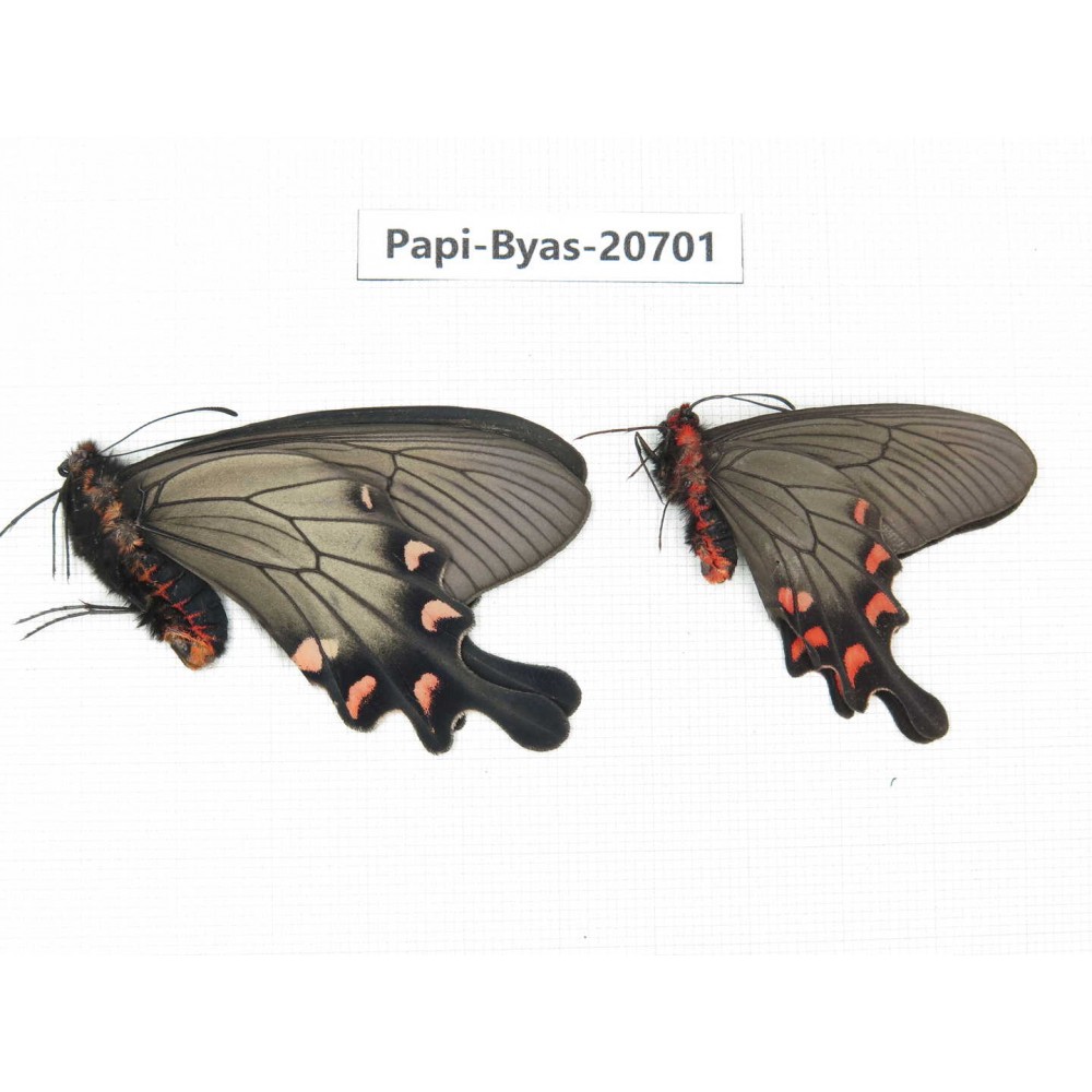 Byasa demonius yunnana. China, Yunnan, Lijiang, Daju. 2M. Papi-Byas-20701.