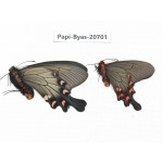 Byasa demonius yunnana. China, Yunnan, Lijiang, Daju. 2M. Papi-Byas-20701.