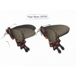 Byasa demonius yunnana. China, Yunnan, Lijiang, Daju. 2M. Papi-Byas-20702.