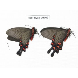 Byasa demonius yunnana. China, Yunnan, Lijiang, Daju. 2M. Papi-Byas-20702.