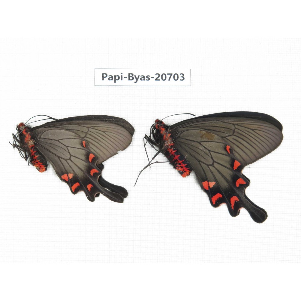 Byasa demonius yunnana. China, Yunnan, Lijiang, Daju. 2M. Papi-Byas-20703.
