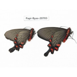 Byasa demonius yunnana. China, Yunnan, Lijiang, Daju. 2M. Papi-Byas-20703.