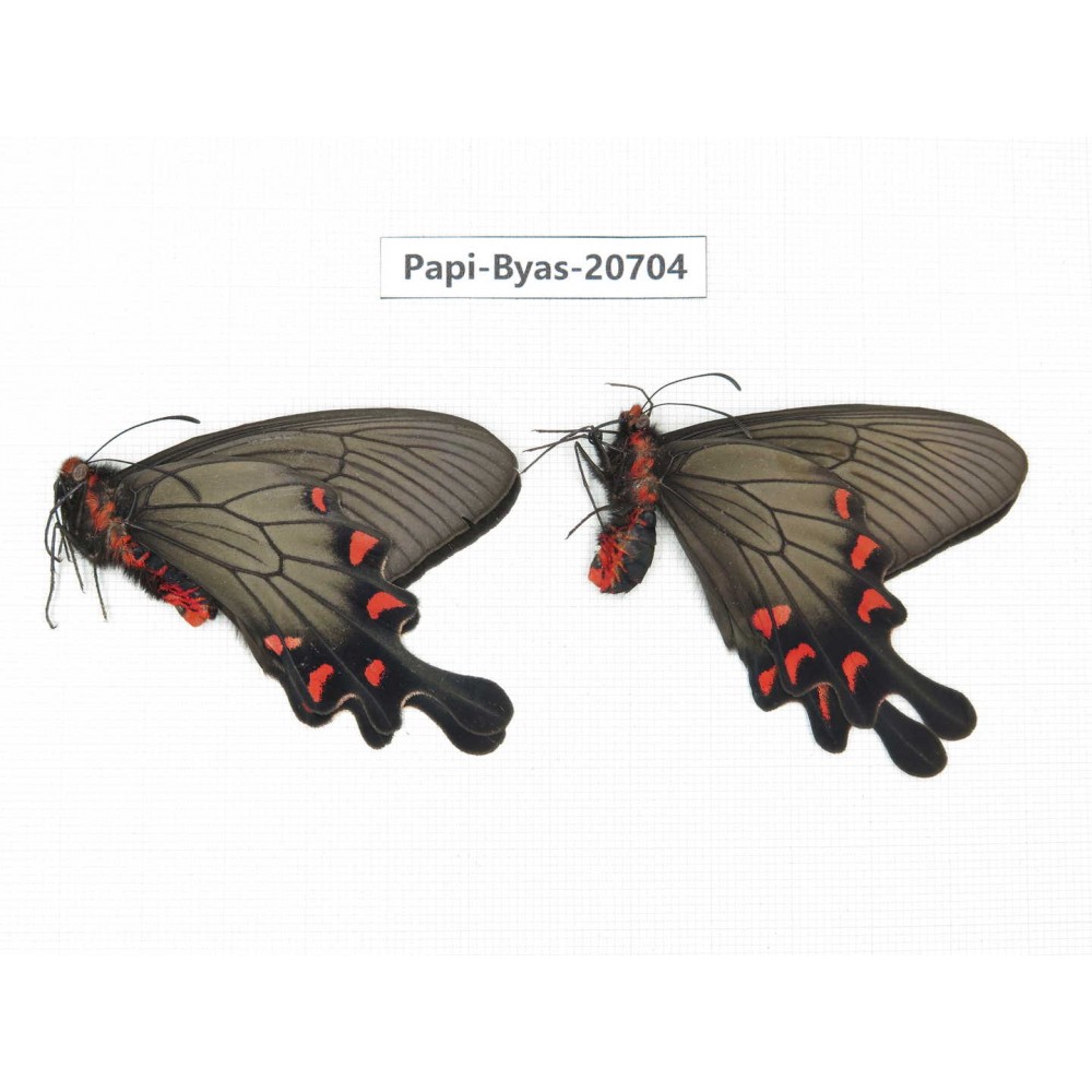 Byasa demonius yunnana. China, Yunnan, Lijiang, Daju. 2M. Papi-Byas-20704.