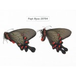 Byasa demonius yunnana. China, Yunnan, Lijiang, Daju. 2M. Papi-Byas-20704.