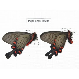 Byasa demonius yunnana. China, Yunnan, Lijiang, Daju. 2M. Papi-Byas-20704.