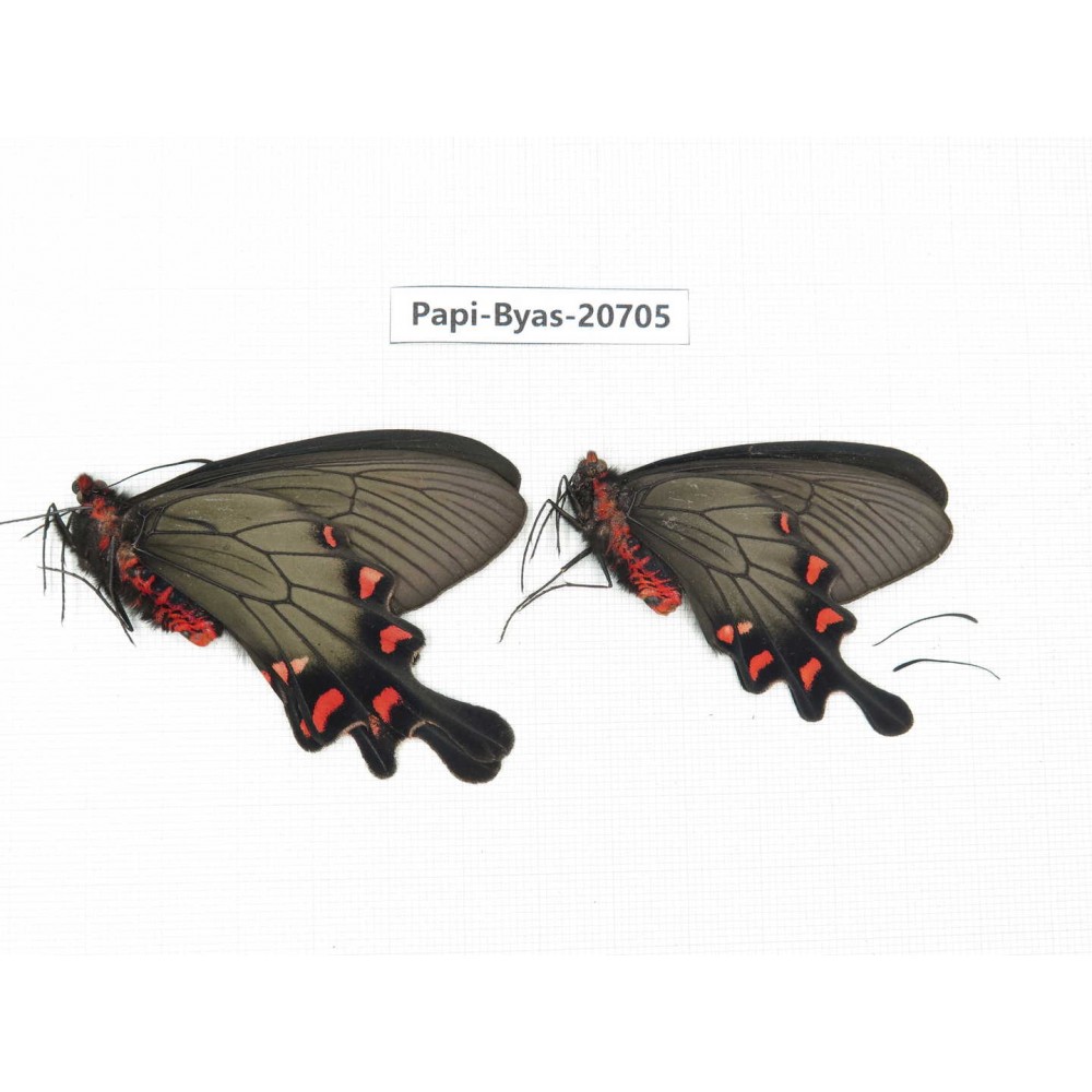 Byasa demonius yunnana. China, Yunnan, Lijiang, Daju. 2M. Papi-Byas-20705.