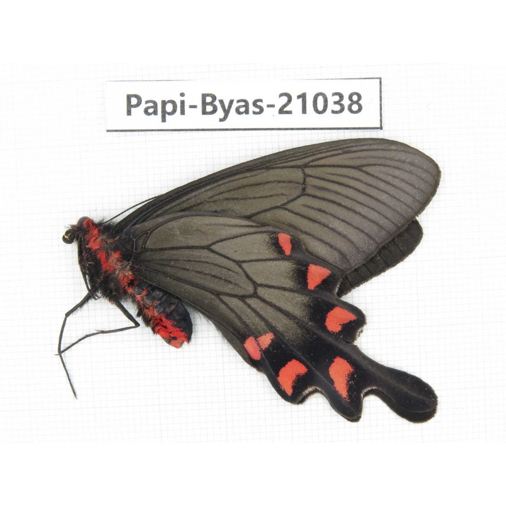 Byasa demonius yunnana. China, Yunnan, Xiangerila, Sanba town.1M. Papi-Byas-21038.