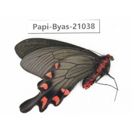 Byasa demonius yunnana. China, Yunnan, Xiangerila, Sanba town.1M. Papi-Byas-21038.