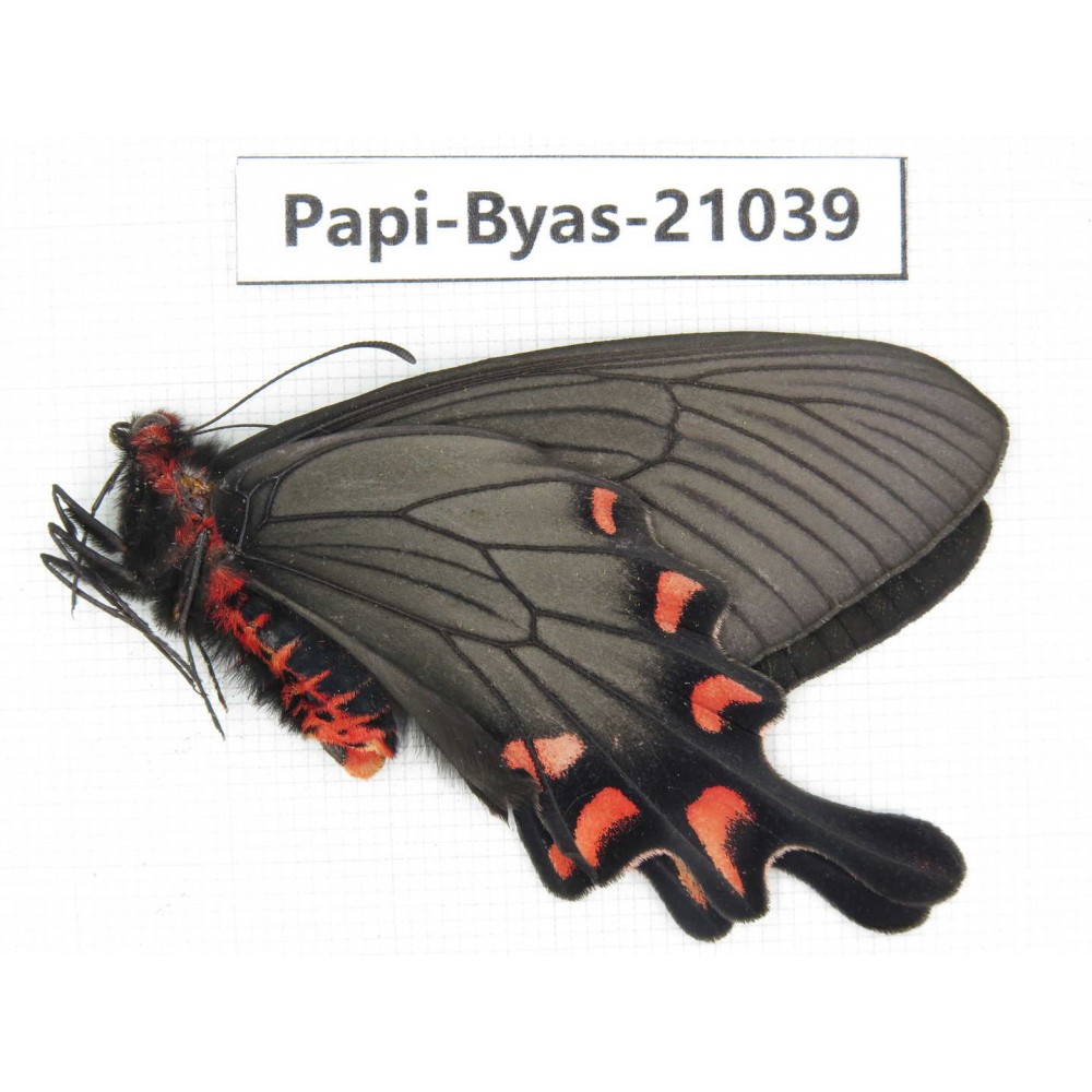 Byasa demonius yunnana. China, Yunnan, Xiangerila, Sanba town.1M. Papi-Byas-21039.