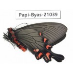 Byasa demonius yunnana. China, Yunnan, Xiangerila, Sanba town.1M. Papi-Byas-21039.