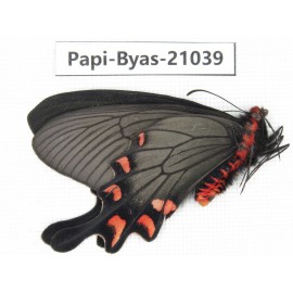 Byasa demonius yunnana. China, Yunnan, Xiangerila, Sanba town.1M. Papi-Byas-21039.
