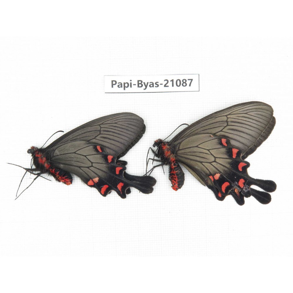 Byasa demonius yunnana. China, Yunnan, Xiangerila, Sanba town.1P. Papi-Byas-21087.