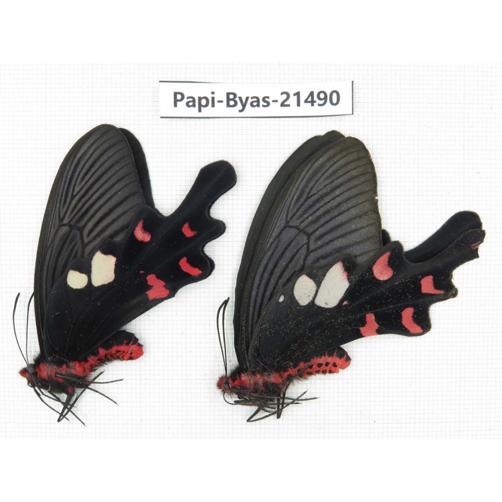 Byasa hedistus ssp. China, Yunnan, Dali, C of Mt.Cangshan.1P. Papi-Byas-21490.