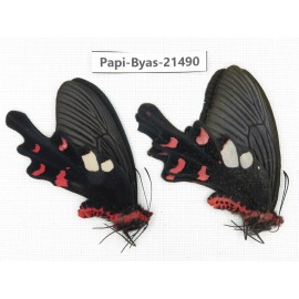 Byasa hedistus ssp. China, Yunnan, Dali, C of Mt.Cangshan.1P. Papi-Byas-21490.