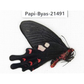 Byasa hedistus ssp. China, Yunnan, Dali, C of Mt.Cangshan.1M. Papi-Byas-21491.