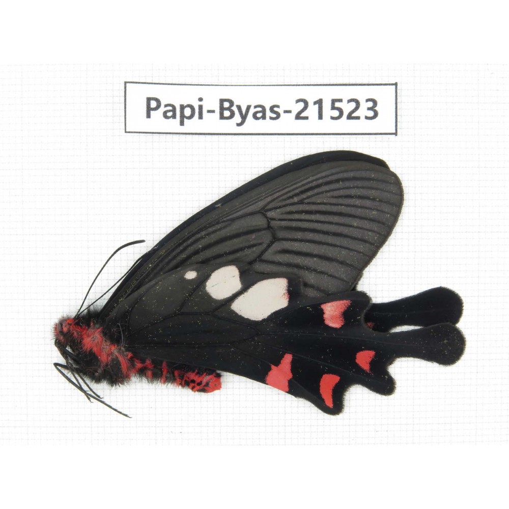 Byasa hedistus ssp. China, Yunnan, Dali, C of Mt.Cangshan.1M. Papi-Byas-21523.