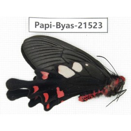 Byasa hedistus ssp. China, Yunnan, Dali, C of Mt.Cangshan.1M. Papi-Byas-21523.