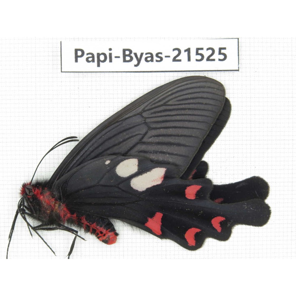 Byasa hedistus ssp. China, Yunnan, Dali, C of Mt.Cangshan.1M. Papi-Byas-21525.