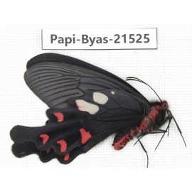 Byasa hedistus ssp. China, Yunnan, Dali, C of Mt.Cangshan.1M. Papi-Byas-21525.