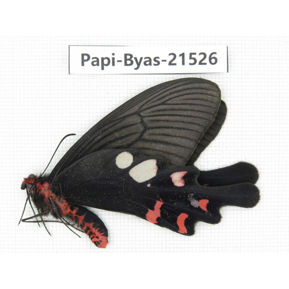 Byasa hedistus ssp. China, Yunnan, Dali, C of Mt.Cangshan.1M. Papi-Byas-21526.