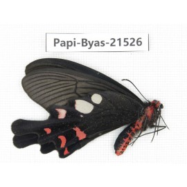 Byasa hedistus ssp. China, Yunnan, Dali, C of Mt.Cangshan.1M. Papi-Byas-21526.