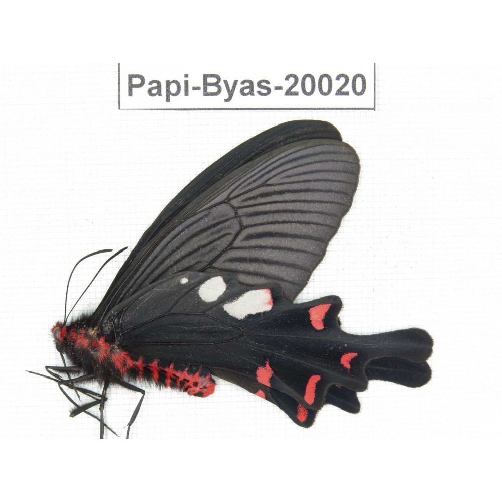 Byasa hedistus ssp. China, Yunnan, Dali, Fengyi town.1M. Papi-Byas-20020.