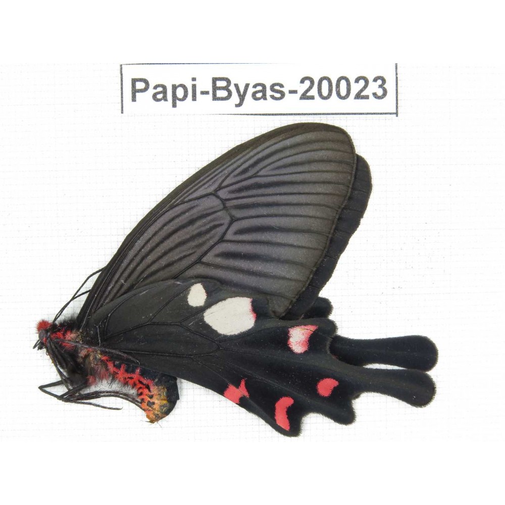 Byasa hedistus ssp. China, Yunnan, Dali, Fengyi town.1F. Papi-Byas-20023.