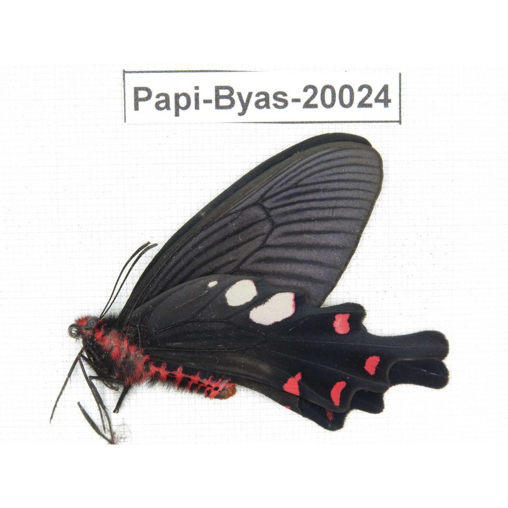 Byasa hedistus ssp. China, Yunnan, Dali, Fengyi town.1M. Papi-Byas-20024.