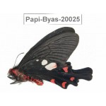 Byasa hedistus ssp. China, Yunnan, Dali, Fengyi town.1M. Papi-Byas-20025.
