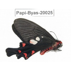 Byasa hedistus ssp. China, Yunnan, Dali, Fengyi town.1M. Papi-Byas-20025.