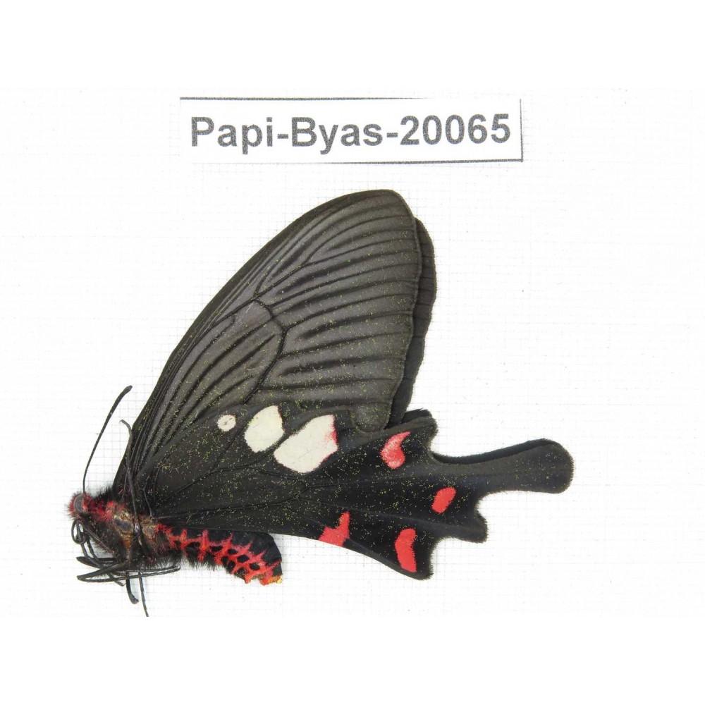 Byasa hedistus ssp. China, Yunnan, Dali, Fengyi town.1F. Papi-Byas-20065.