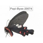 Byasa hedistus ssp. China, Yunnan, Dali, Fengyi town.1M. Papi-Byas-20074.