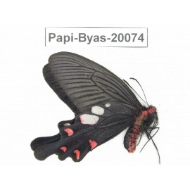Byasa hedistus ssp. China, Yunnan, Dali, Fengyi town.1M. Papi-Byas-20074.