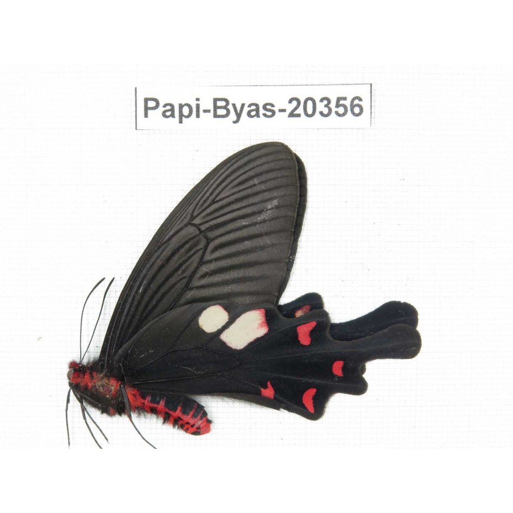 Byasa hedistus ssp. China, Yunnan, Dali, Yangbi county, Pingpo.1M. Papi-Byas-20356.