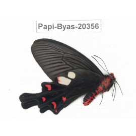 Byasa hedistus ssp. China, Yunnan, Dali, Yangbi county, Pingpo.1M. Papi-Byas-20356.