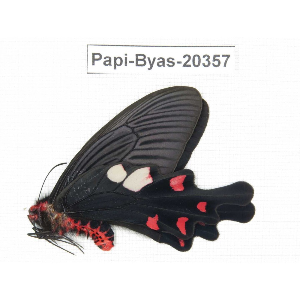 Byasa hedistus ssp. China, Yunnan, Dali, Yangbi county, Pingpo.1M. Papi-Byas-20357.