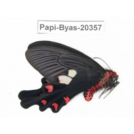 Byasa hedistus ssp. China, Yunnan, Dali, Yangbi county, Pingpo.1M. Papi-Byas-20357.