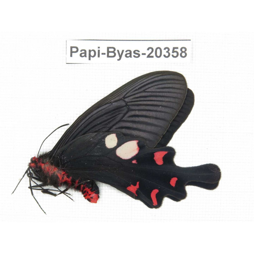 Byasa hedistus ssp. China, Yunnan, Dali, Yangbi county, Pingpo.1M. Papi-Byas-20358.